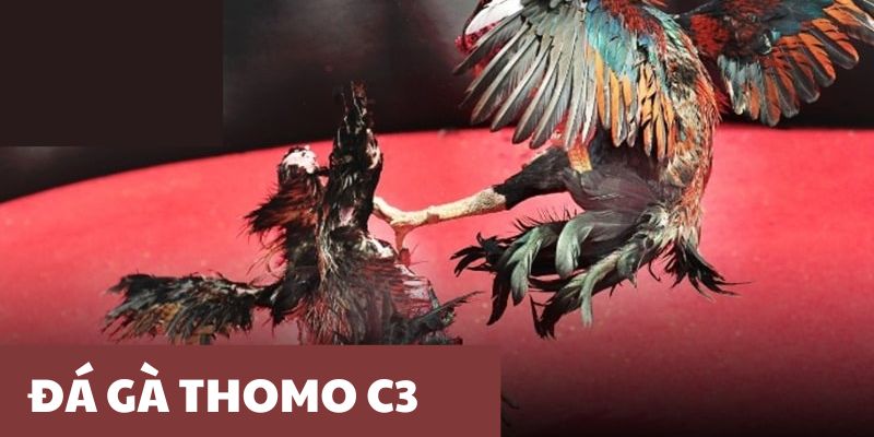 Theo dõi đá gà Thomo C3 bằng hình thức trực tiếp hoặc trực tuyến 